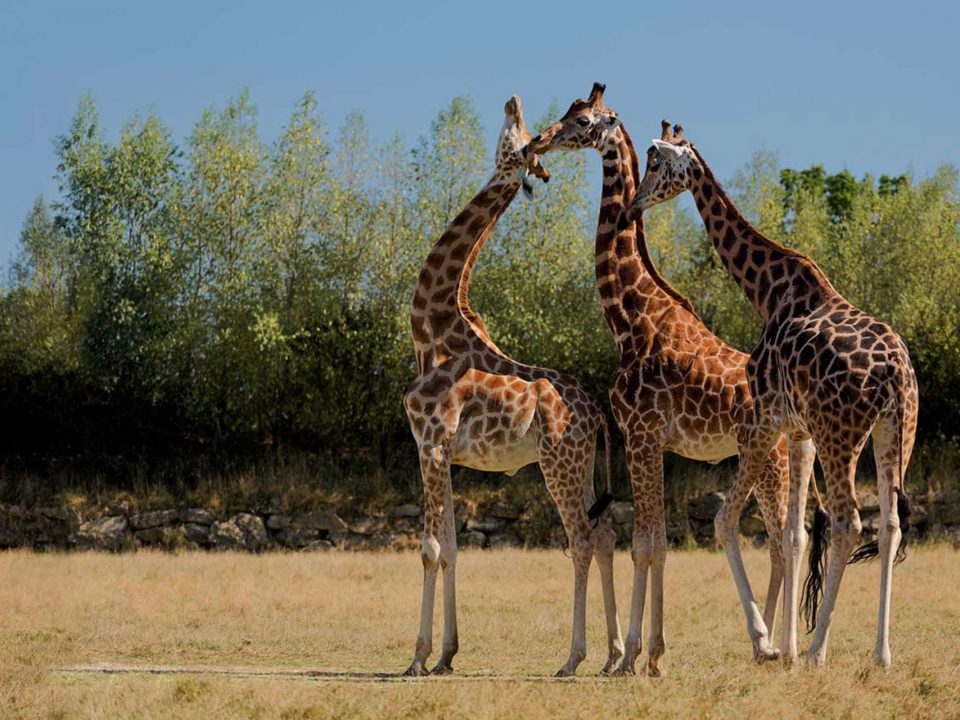 branféré le guerno proche domaine de la héchaie